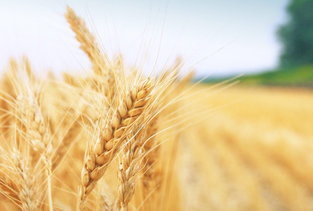 Will a Poor Harvest Mean More Cereal Imports and Increased Bread Prices?